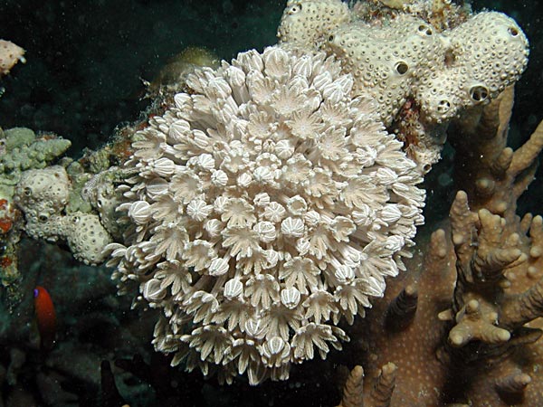 Xenia umbellata